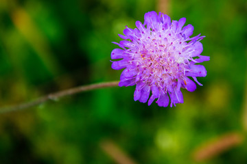 Beautiful purple wildflower against a background of green foliage. Shallow depth of field. Background blurred. Copy space