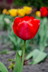 Obraz premium Red tulip in the garden