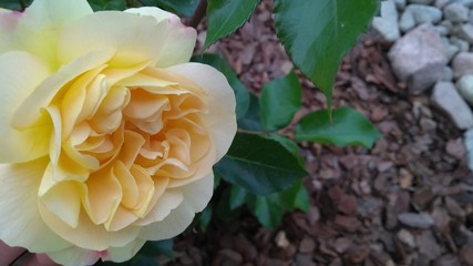 Rose blooming bright apricot color and brown bark mulch