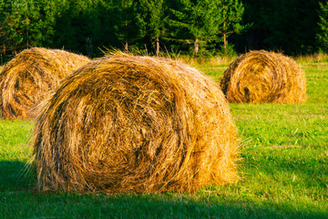 Bright yellow and golden Haystacks on agricultural field in sunny autumn day. Haystacks on the field, close-up view. Autumn nature landscapes and backgrounds. Golden Hay rolls in the countryside.