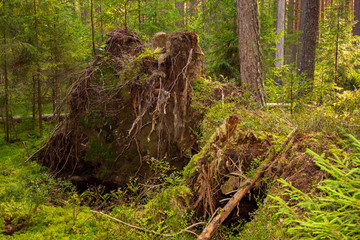 The roots of a huge fallen pine tree in the taiga in a swamp. Bushes with delicious forest blueberries. Dirty swamp water. Northern forests.