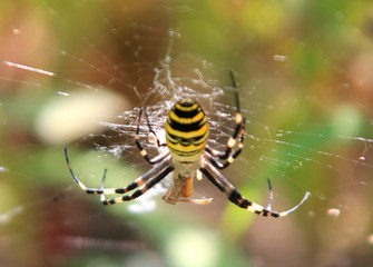spider on web