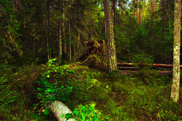 Obraz premium Magical views of the fallen trees in the wild northern forest. The sun shines through the tall pines. Thickets of delicious forest blueberries. Healthy lifestyle, tourism