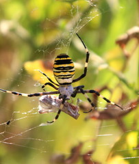large venomous spider eats insects