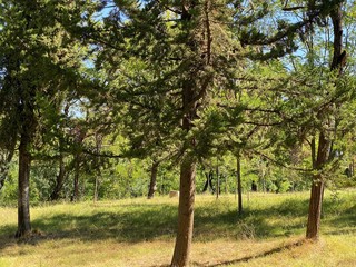 trees in the park