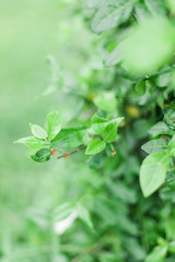 Green Leaves Growing