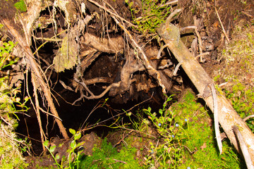 The roots of a huge fallen pine tree in the taiga in a swamp. Bushes with delicious forest blueberries. Dirty swamp water. Northern forests.