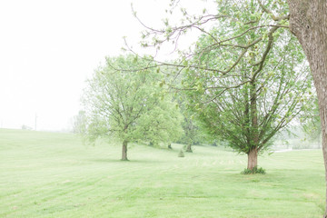 Obraz premium Kentucky Trees