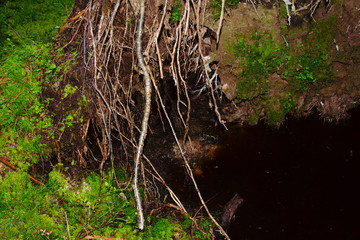 The roots of a huge fallen pine tree in the taiga in a swamp. Bushes with delicious forest blueberries. Dirty swamp water. Northern forests.