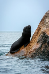 Sea lion (Otariinae) on rocks of the Ballestas Islands (Islas Ballestas), Paracas, Peru, South America