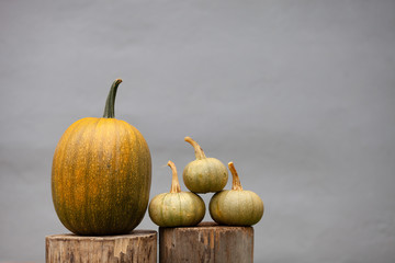 Stylish pumpkins on a grey concrete background. One large and three small pumpkins on a wooden stumps. Autumn concept, thanksgiving day, space for text.