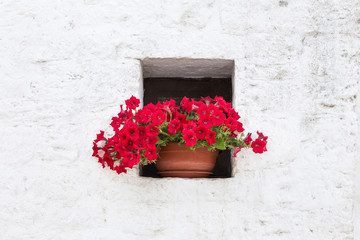 Fototapeta na wymiar Red petunia flowers in a ceramic pot on the background of a white wall at home. Summer sunny day, outdoors.