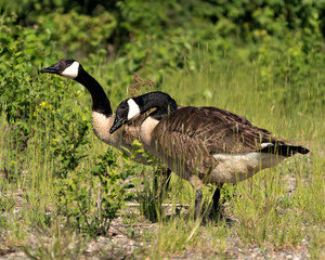 Canadian Geese stock photos. Image. Picture. Portrait. Love Birds.