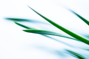 Macro floral background. Macro green pine tree needles background. Pine cone and green pine needles. Beautiful macro wallpaper. Soft focus abstract nature pattern. 