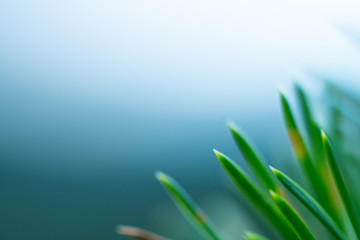 Macro floral background. Macro green pine tree needles background. Pine cone and green pine needles. Beautiful macro wallpaper. Soft focus abstract nature pattern. 