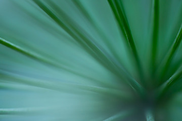 Macro floral background. Macro green pine tree needles background. Pine cone and green pine needles. Beautiful macro wallpaper. Soft focus abstract nature pattern. 