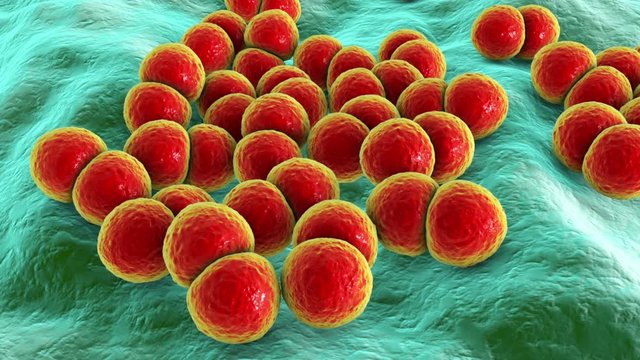 Bacteria Streptococcus pneumoniae, also known as Pneumococcus, 3D animation. Gram-positive diplococci, the causative agent of pneumonia and infections of different location