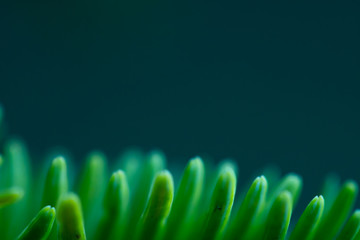 Macro floral background. Macro green pine tree needles background. Pine cone and green pine needles. Beautiful macro wallpaper. Soft focus abstract nature pattern. 