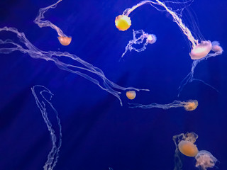 Jellyfish in aquarium on blue background.