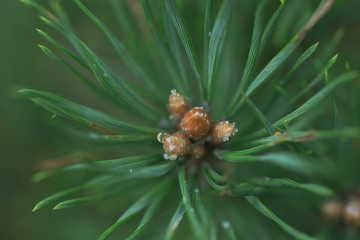 Macro floral background. Macro green pine tree needles background. Pine cone and green pine needles. Beautiful macro wallpaper. Soft focus abstract nature pattern.