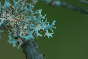Macro floral background. Macro green pine tree needles background. Pine cone and green pine needles. Beautiful macro wallpaper. Soft focus abstract nature pattern. 