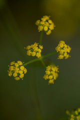 Macro floral background. Macro green pine tree needles background. Pine cone and green pine needles. Beautiful macro wallpaper. Soft focus abstract nature pattern. 