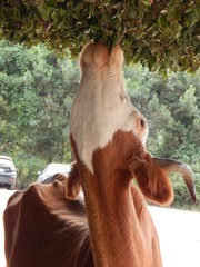 Vache corse se nourrissant dans un arbre
