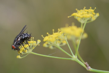 vista de una mosca sobre una flor silvestre amarilla