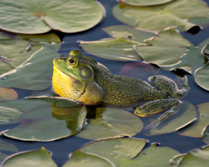 Frog photo stock. Frog sitting on a water lily leaf in the water displaying green body, head, legs, eye in its environment and habitat, looking to the left side. Image. Picture. Portrait.