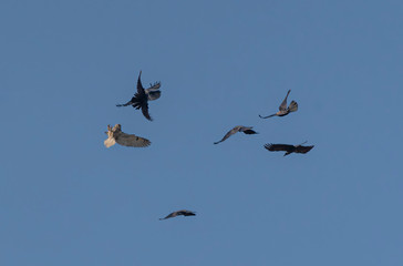 birds fight in the blue sky,  long eared owl attacked by crows in day time 