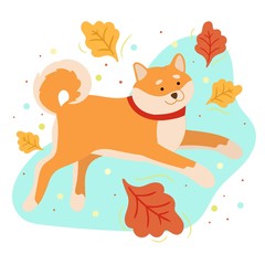 Fototapeta premium Cute Shiba Inu with autumn leaves. Hand drawn vector illustration. Funny dog isolated on white background.