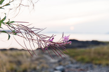 lavender in the wind