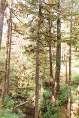 Obraz premium trees in the forest