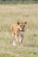 Fototapeta na wymiar A lone lioness from double-cross pride walking back to its pride after an unsuccessful hunt in the plains of Masai Mara National Reserve during a wildlife safari