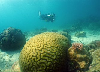 underwater scuba diver caribbean sea 
Venezuela