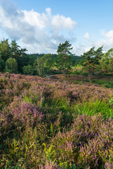 Fototapeta na wymiar Pink and purple heather in the foreground and lone tree standing amidst all the colorful flowers on top a hill signifying fast approaching autumn