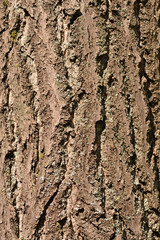 Ginkgo bark detail