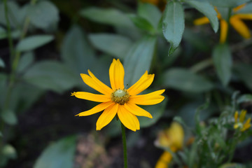 Gloriosa Daisy Irish Eyes