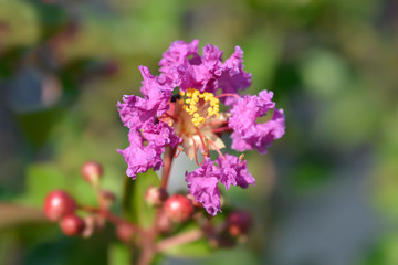 Fototapeta premium Crepe myrtle