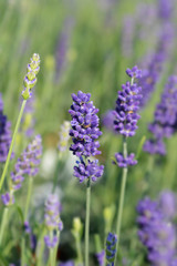 English lavender Hidcote