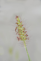 Fountain grass Hameln