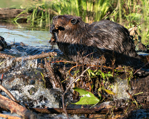 Beaver Stock Photos.  Image. Picture. Portrait. Building dam. Beaver wet fur. Muddy beaver. Working beaver. ©  Aline