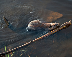Beaver Stock Photos.  Image. Picture. Portrait. Log in its mouth. Beaver wet fur. Beaver tail. Muddy beaver. Working beaver. ©  Aline
