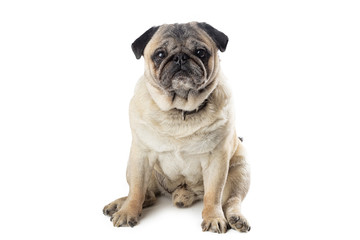 Adorable mature Pug dog sitting on white isolated background. Funny dog poses