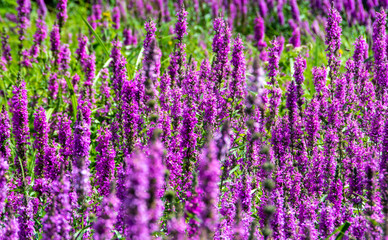 Fototapeta premium many Lythrum salicaria flowers in the field with selective focus