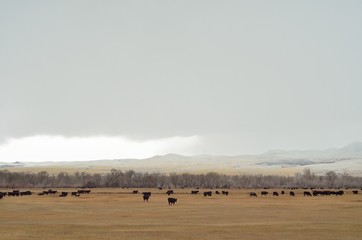 Fototapeta na wymiar Black angus cows on autumn pasture with approcahing snow squall.