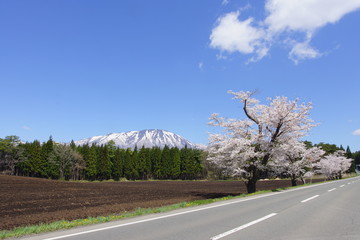 道路沿いの桜