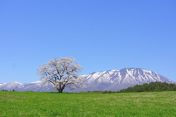 一本桜