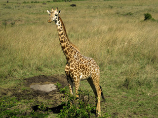 Naklejka na ściany i meble giraffe in serengeti