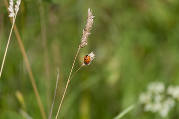 Ladybird Ladybug on Blade of Grass